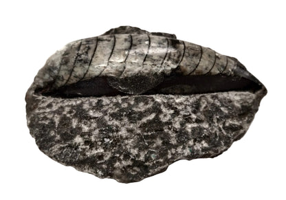 Granite rock on a white background