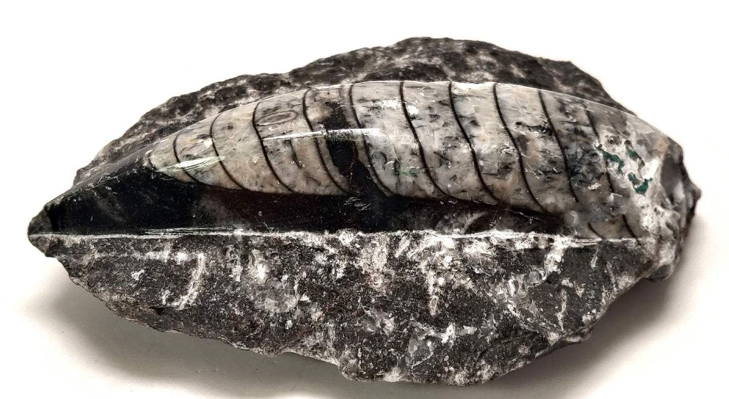 Fossilized shell with layered structure on a white background