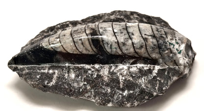 Fossilized shell with layered structure on a white background