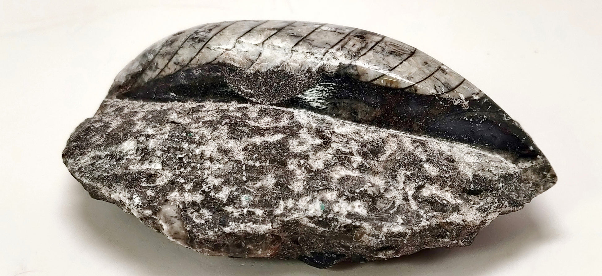 Fossilized shell on a white background