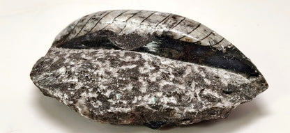 Fossilized shell on a white background