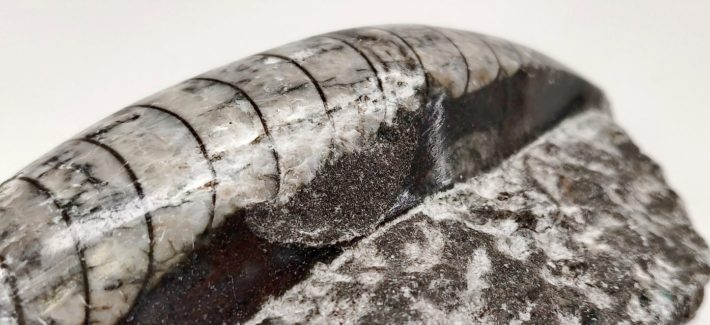 Close-up of a fossilized crocodile or alligator jaw on a white background