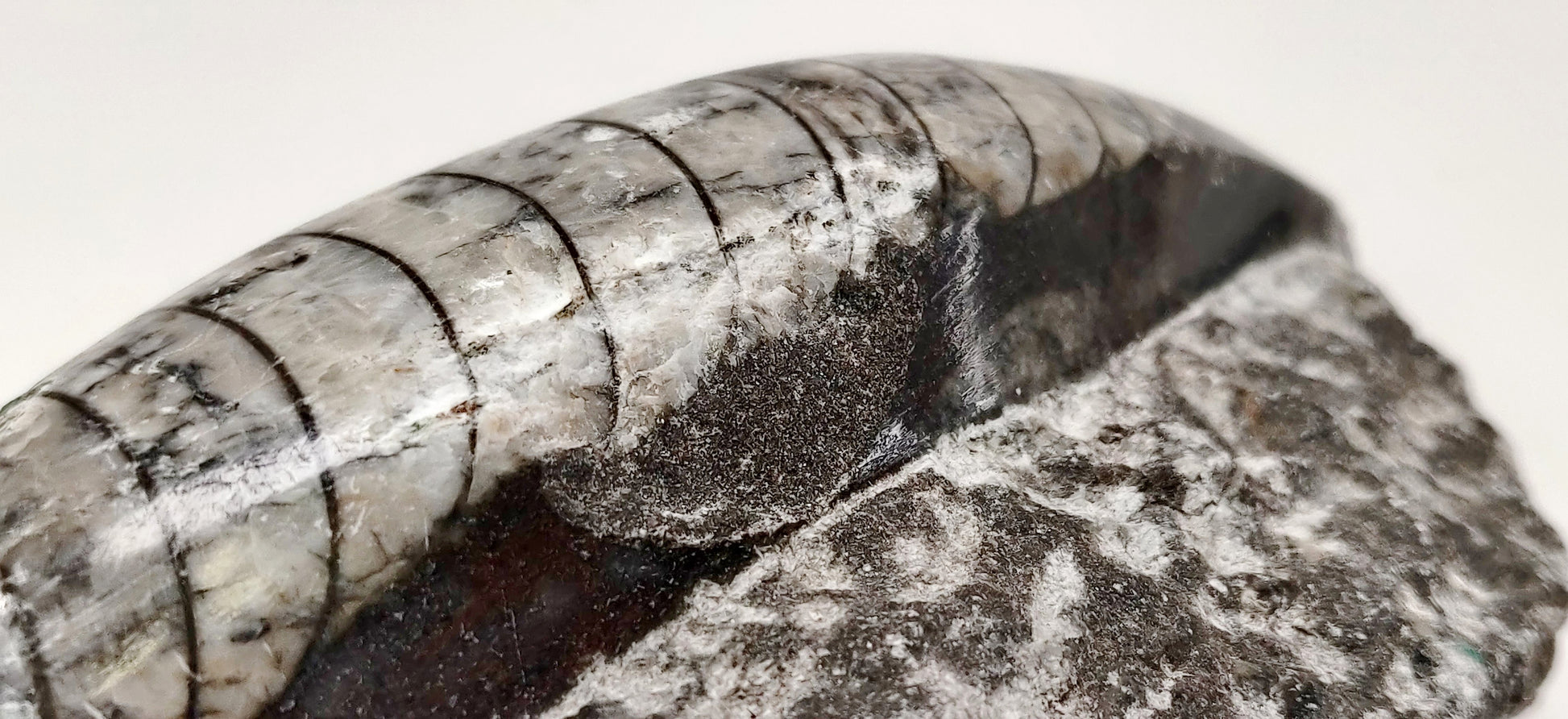 Close-up of a fossilized crocodile or alligator jaw on a white background