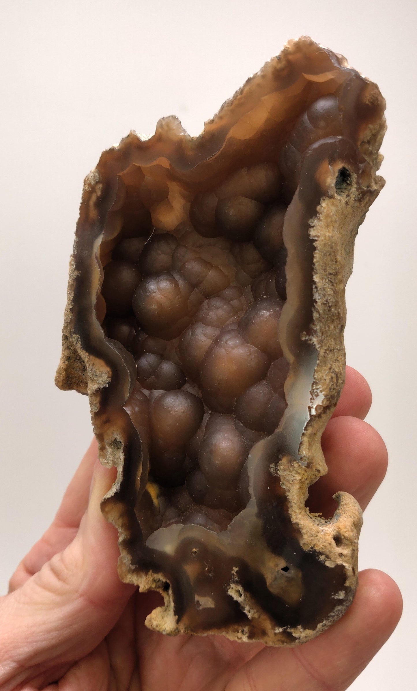 Rare Fluorescent Agatized Coral Geode, Withlacoochee River, FL