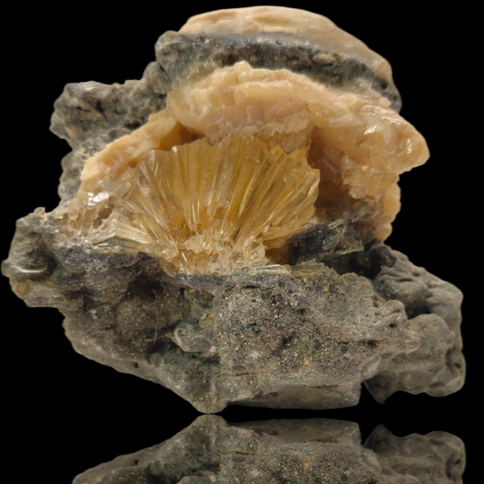 ‘Golden Flame’ Calcite in Fossilized Clam – Rucks Pit, Florida