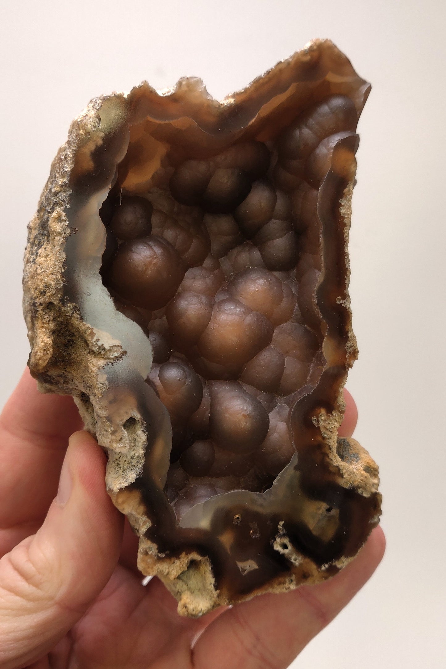 Polished Agatized Fossil Coral geode from Withlacoochee River, Florida. 