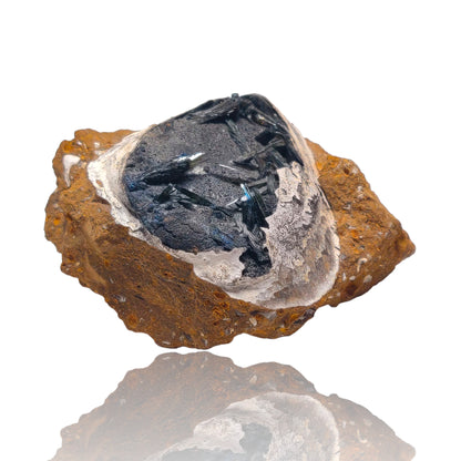 Indigo Vivianite in Fossil Clam - Kerch Peninsula, Ukraine (343g)