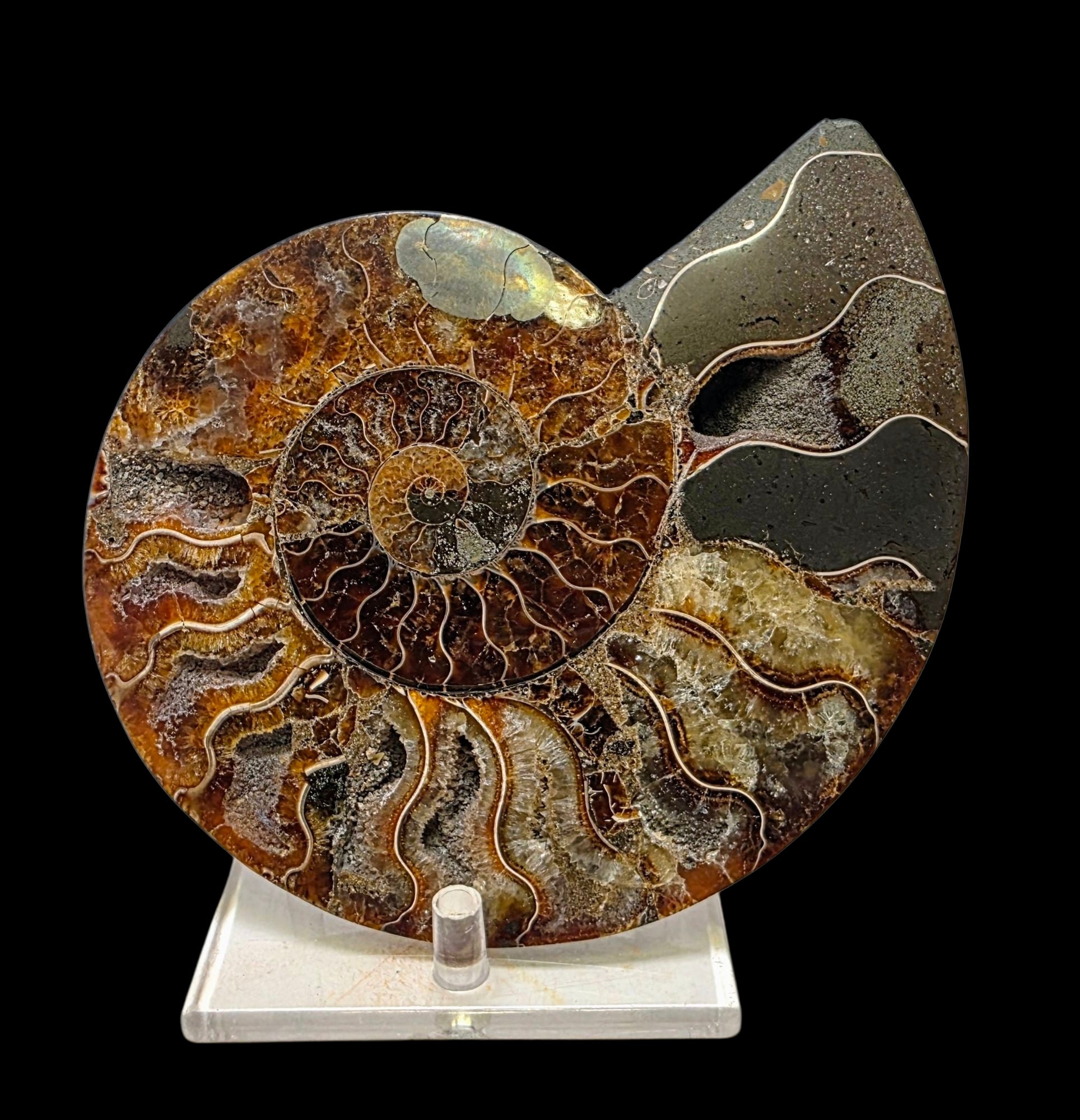 Fossilized ammonite on a stand with a black background