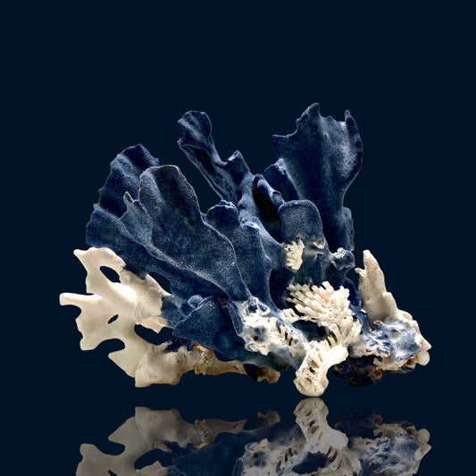 Large Vintage Blue Ridge Coral (Heliopora Coerulea) - 10.5 x 8 x 8 Inches