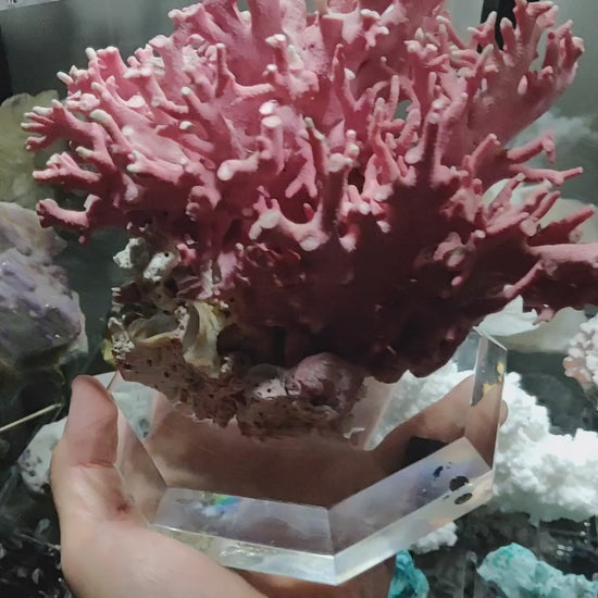 Pink Coral