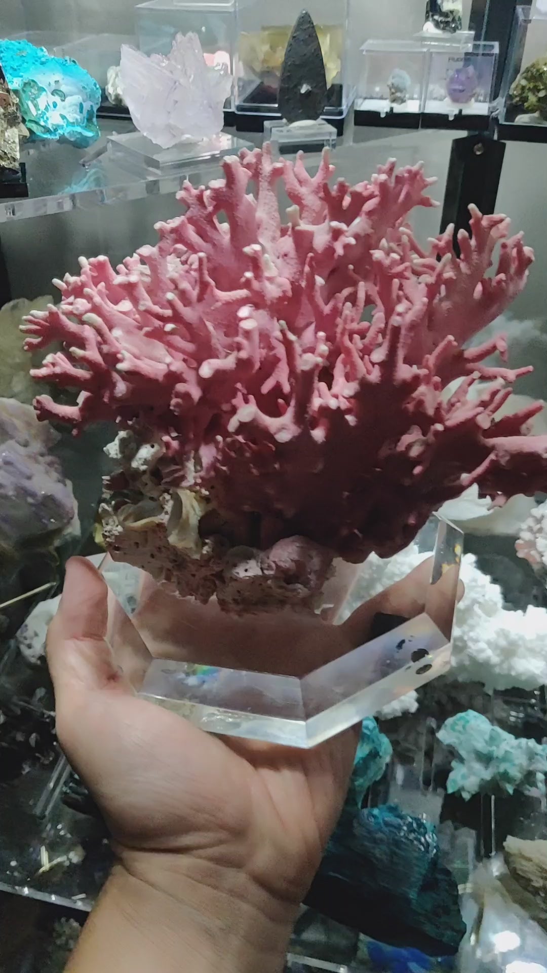 Pink Coral