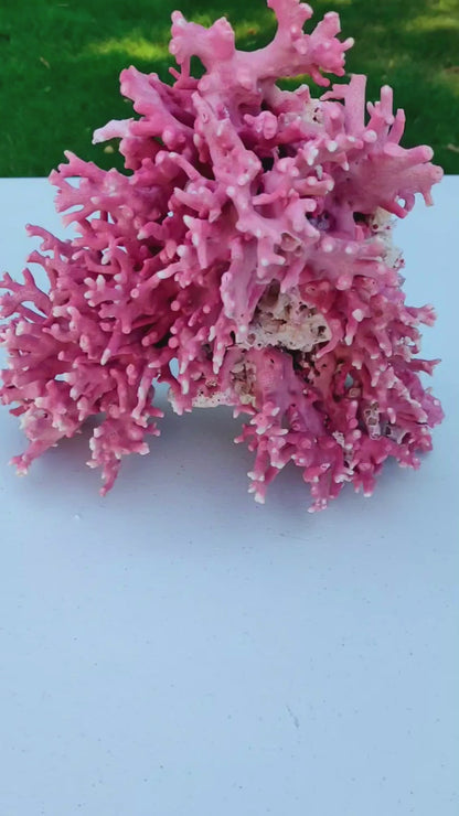 Large Rare Vintage Pink California Hydrocoral (Stylaster californicus)