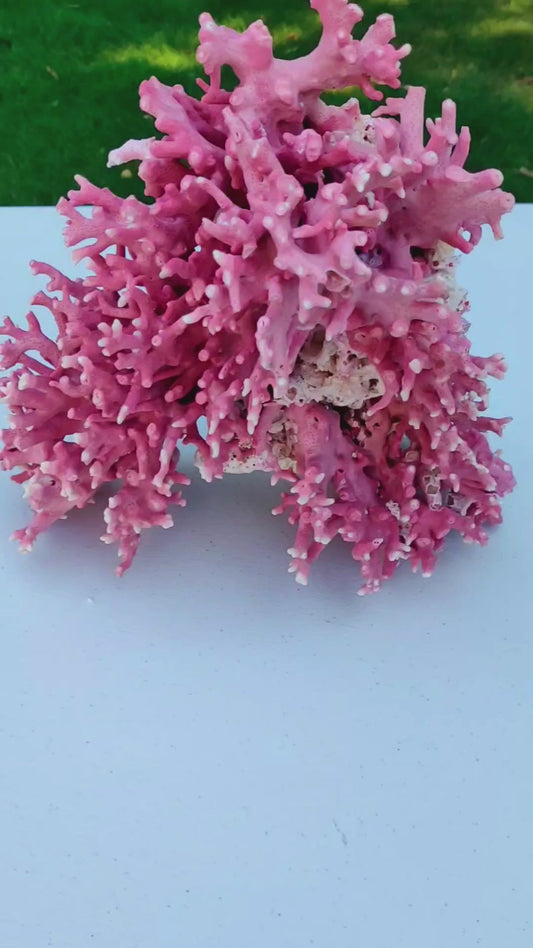 Large Rare Vintage Pink California Hydrocoral (Stylaster californicus)