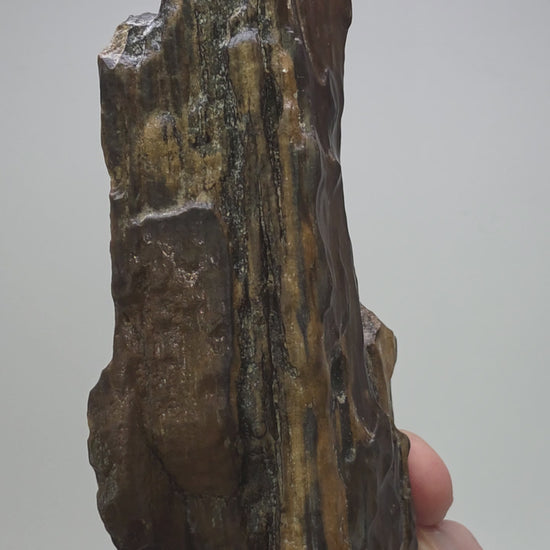 A vertical, dark brown and black petrified wood specimen mounted on an ornate, dark-stained carved wooden base. The stone features deep vertical ridges and a polished, glassy surface, tapering to a rugged point at the top. The entire piece stands 21 cm tall against a plain white background.