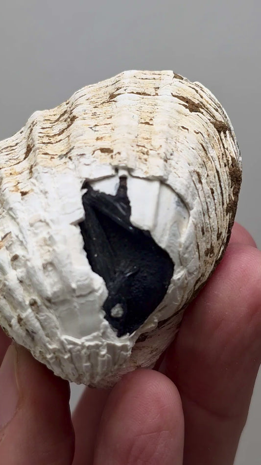 Vivianite in Fossil Clam, Crimea, Ukraine