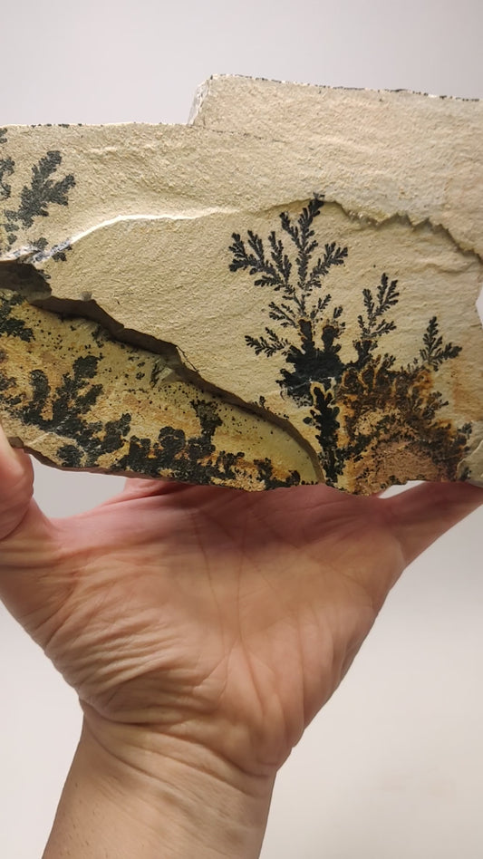 Video of dendritic slab